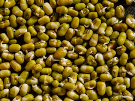 Mung bean sprouts. Sprouting Microgreens. Seed Germination at home. Vegan and healthy eating concept. Sprouted bean Seeds, Micro greens. Growing sprouts. Green living concept. Organic food. Full frameの写真素材