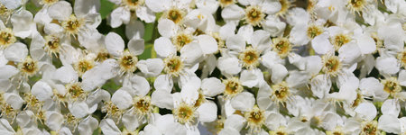 White wild Bird Cherry flowers macro beautiful background bannerの写真素材