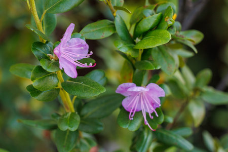 Close-up of Lapland rosebay flower, Rhododendron Lapponicum, copy space for greeting card. Purple gem evergreen shrub with violet flowers, close up macroの写真素材