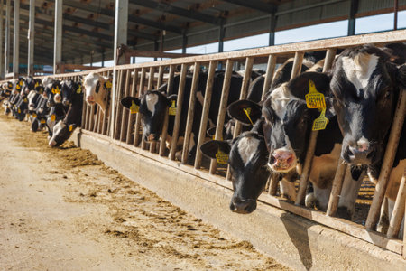 Agricultural concept, diary cows eating hay in modern livestock stall or cowshed for distribution of milk, animal and food concept. Use plastic ear tag for marking calves. Holstein dairy cattle breedの写真素材