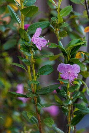 Close-up of Lapland rosebay flower, Rhododendron Lapponicum, copy space for greeting card. Purple gem evergreen shrub with violet flowers, close up macro. Verticalの写真素材