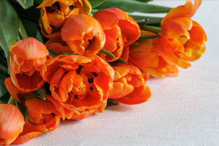 Red Orange Yellow Tulips flower bouquet on white table macro close up. Peach fuzz apricot color, copy space, diagonalの写真素材