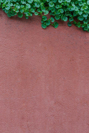 spring red wall with green creeper plants background, copy space, verticalの写真素材