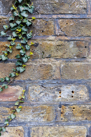 Beige yellow grey grunge weathered brick wall with ivy leaves in the corner, abstract full frame background texture with old dirty and vintage style pattern. Close up, vertical.の写真素材