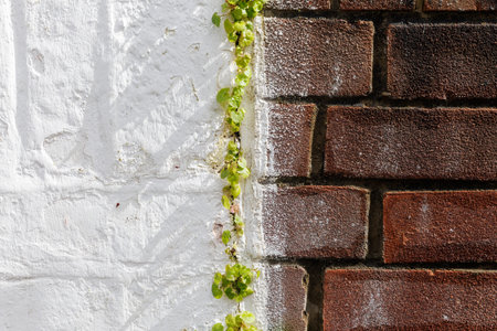 Old urban weathered brick wall half painted with white plaster paint and ivy leaves between halves. Bicolor abstract background, close upの写真素材
