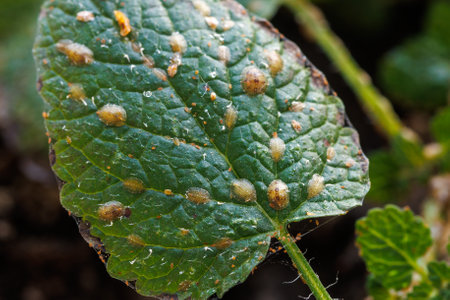Macrophotography of Diaspididae insects on leaf vessel. Armored scale insects at home plants. Insects sucking plant.の写真素材