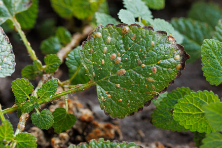 Diaspididae insects on mint leaf vessel. Armored scale insects at home plants. Insects sucking plantの写真素材