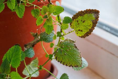 Diaspididae insects on leaf vessel. Armored scale insects at home plants. Insects sucking plantの写真素材