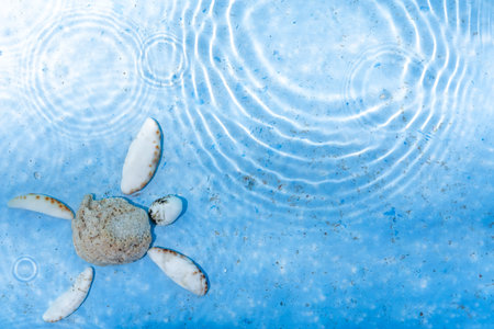 Shells in shape of turtle under blue water with circle waves. Natural background, copy space, travel to sea, cruise conceptの写真素材