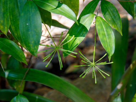 Spotted leaf houseplant Dracaena surculosa blooming with yellow green flowers in tropical rainforest in sunny day.の写真素材