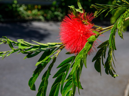 Calliandra haematocephala, commonly called red powder puff, is evergreen shrub or small tree, close up against ground background.の写真素材
