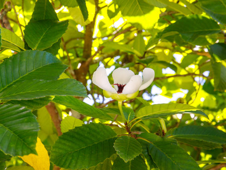Blooming Magnolia sieboldii, Siebold's magnolia, also known as Korean mountain magnolia and Oyama...