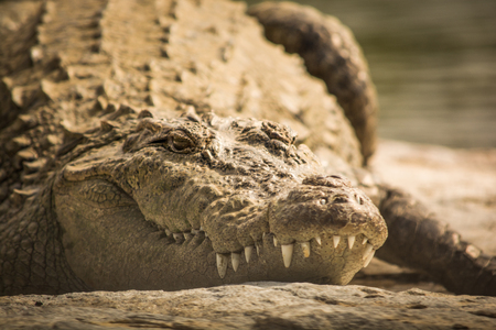 Mugger Crocodile close up, resting on Rockの写真素材