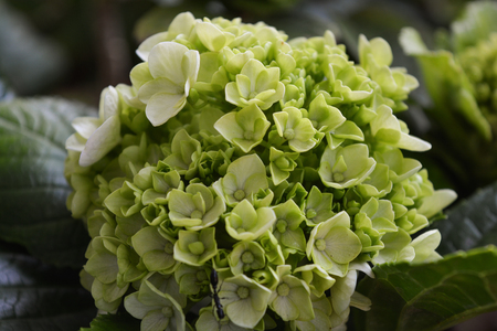 Beautiful green Hydrangea blooming flowersの写真素材