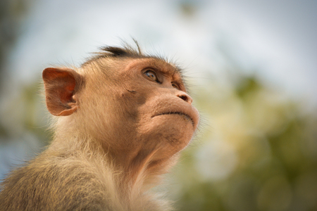 portrait of bonnet macaque monkey