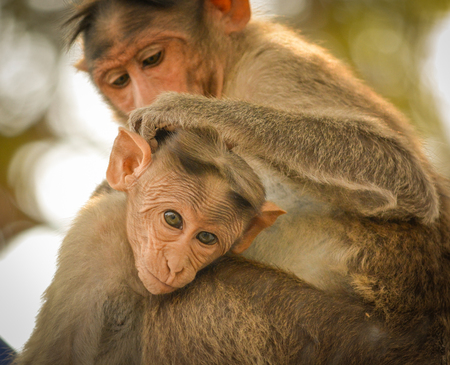 Close up of Bonnet Macaque Indian baby monkey sitting with his motherの写真素材