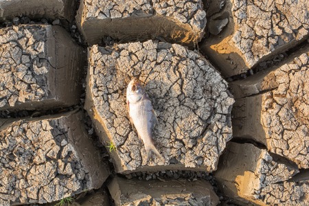 Died Fish in a dried up empty reservoir or dam due to a summer heatwave, low rainfall, pollution and drought in north karnataka,India.の写真素材