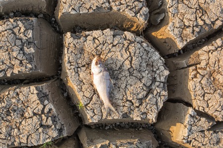 Died Fish in a dried up empty reservoir or dam due to a summer heatwave, low rainfall, pollution and drought in north karnataka,India.の素材 [FY310119123285]