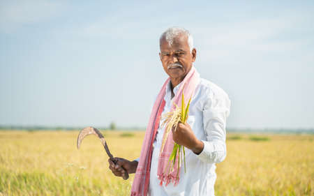 smiling Indian farmer in hot sunny day holding paddy and round knife or sickle in agriculture field...