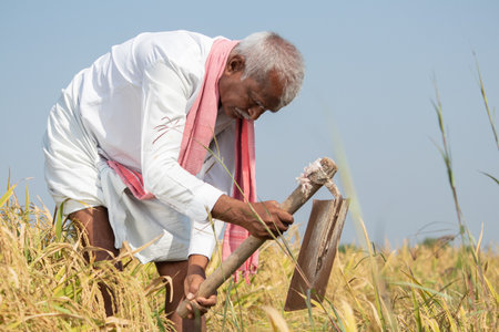 India farmer busy working on agricultural farmland by using hand hoe or garden spade - Concept of rural Indian lifestyle during harvesting season.の写真素材
