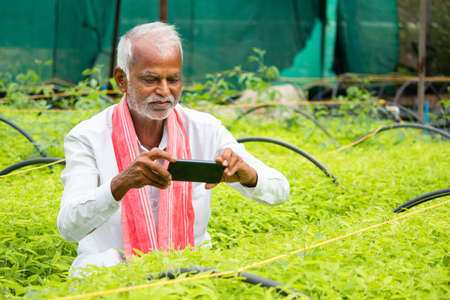Farmer capturing photos of crop saplings or plants at greenhouse or polyhouse to check about plant gowth or pest on internet - concept of farmer using technology, internet and smartphone.の写真素材