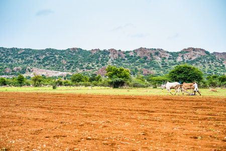 extreme wide shot of indian farmers busy working or ploughing with cattles at agricultural farmland near mountains - concept of rural India, village lifestyle and Monsoon seasonの写真素材