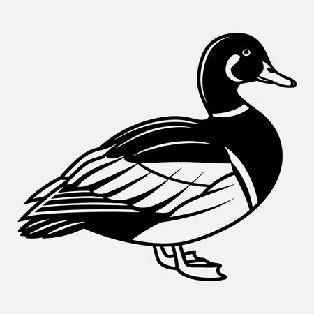 Duck line art White background illustrationのイラスト素材