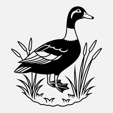 Duck line art White background illustrationのイラスト素材