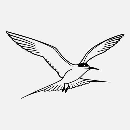 Flying tern. Black and white vector illustration isolated on white backgroundのイラスト素材