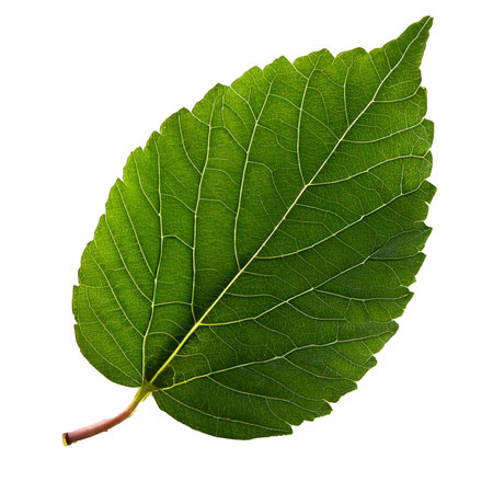 Green leaf of mulberry isolated on white background. Clipping path