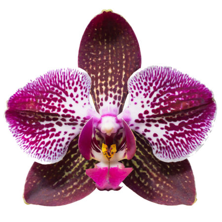 Purple orchid flower isolated on white background. Close up.の写真素材