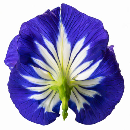Butterfly pea flower isolated on white background. Clipping Pathの写真素材