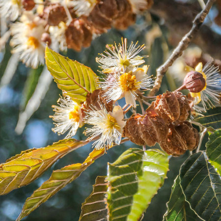 Close-up of a blooming chestnut tree in the garden.