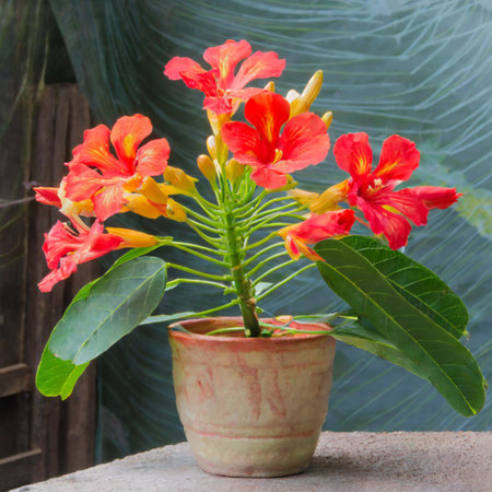 Beautiful flower in the pot on the concrete floor. (Cannonball tree)の写真素材