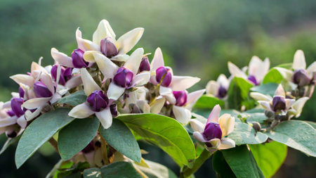 Close up of Calotropis gigantea flower with blurred background
