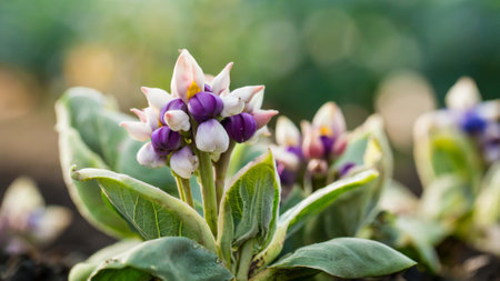 Close up of purple and white flowers of blooming bean plant.
