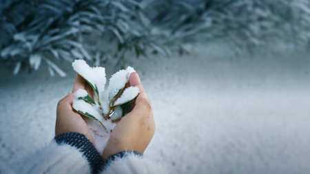 Close up of woman's hands holding a snow covered tree branch.の素材