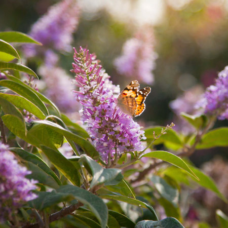 Butterfly on lilac flowers in the garden. Selective focus.の写真素材