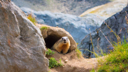 Marmot in a rock hole on the Swiss alps.の素材