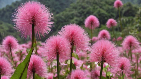 beautiful pink flowers in the garden at Chiang Rai, Thailandの写真素材