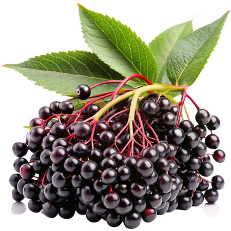 Elderberry berries with green leaves isolated on white background cutout