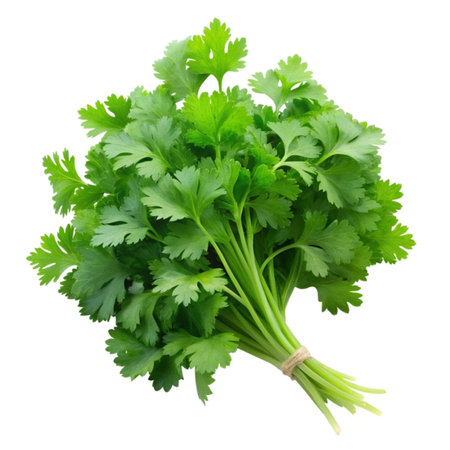 Coriander leaves isolated on white background cutout. Top view.の写真素材
