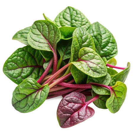 Fresh spinach leaves isolated on white background cutout. Healthy eating concept.