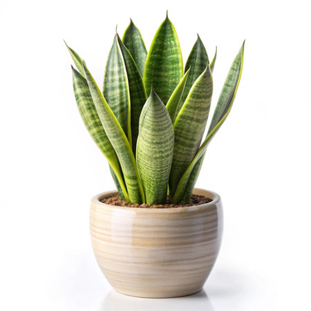 Sansevieria trifasciata in a pot on white backgroundの写真素材