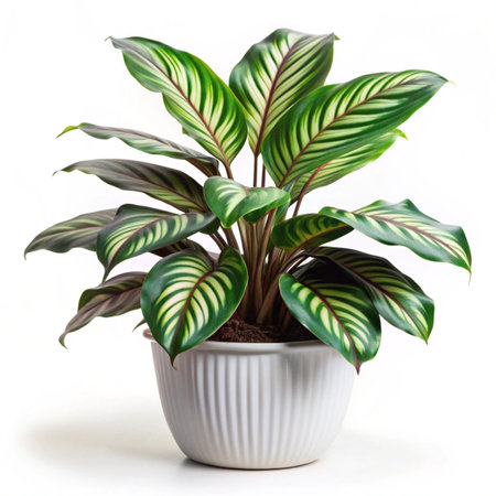 Caladium in a pot on a white background. House plants.の写真素材