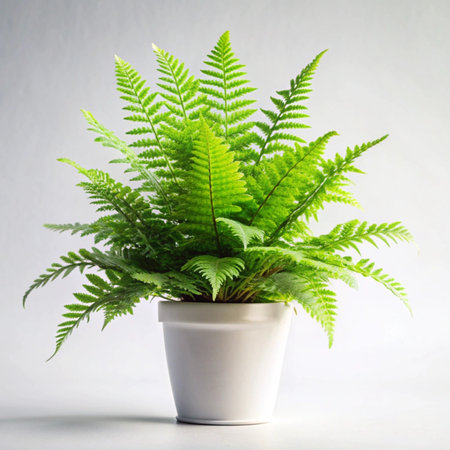 Fern plant in white pot isolated on white background, stock photoの写真素材