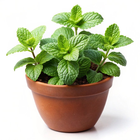 Pepper mint in a pot on a white background. Selective focus.