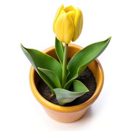 Yellow tulip in a yellow pot on a white background, isolatedの写真素材