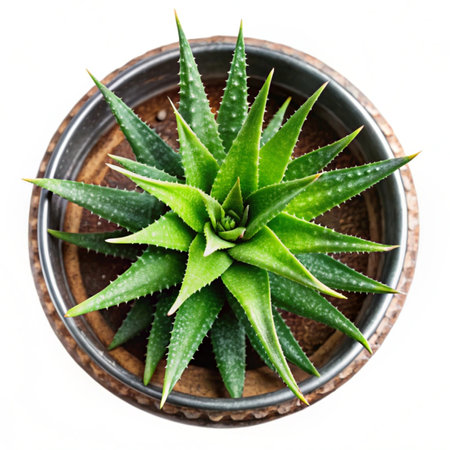 Aloe vera plant in a pot isolated on white background.の写真素材