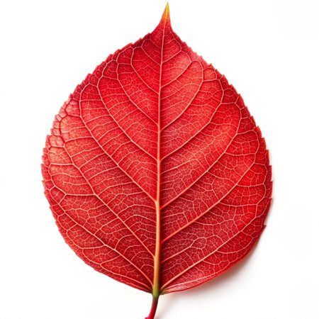 Red leaf on a white background. Close-up. Studio photography.